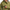 Thumbnail for Dakine Scout Jacket - Gnarled Juniper  - Mens