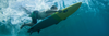 Next Surfboards